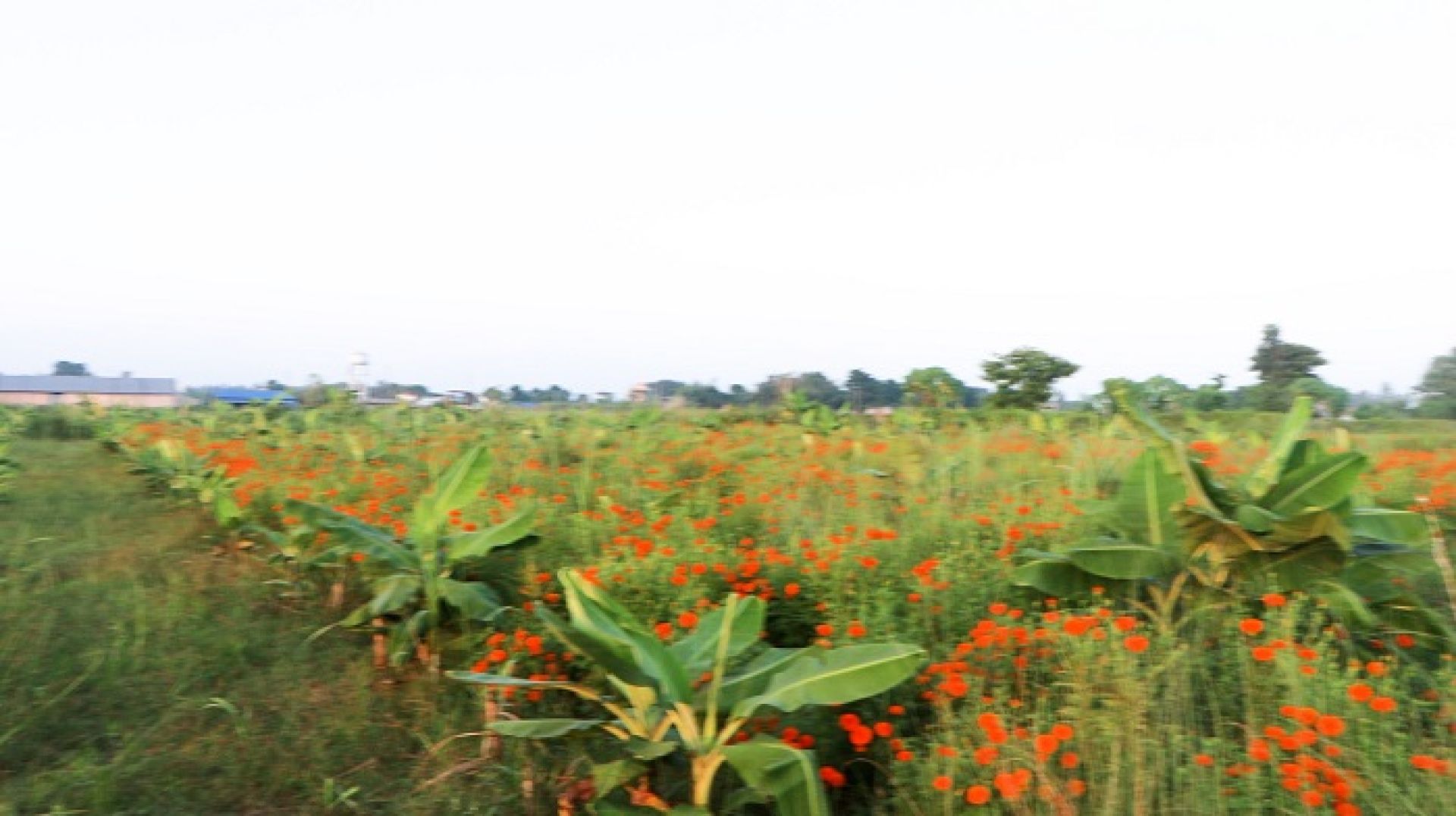 सुन्दरहरैंचामा तिहारको रौनक : भारतीय फूललाई टक्कर दिन युवाले फूलाए ढकमक्क सयपत्री 